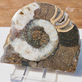 Cut & Polished Ammonite Scunthorpe