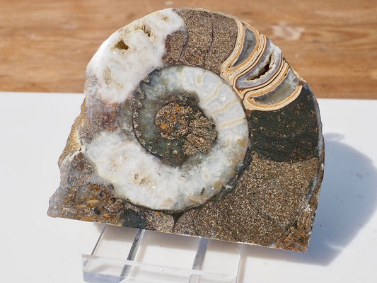 Cut & Polished Ammonite Scunthorpe