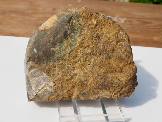 Cut & Polished Ammonite Scunthorpe