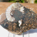 Cut & Polished Ammonite Scunthorpe