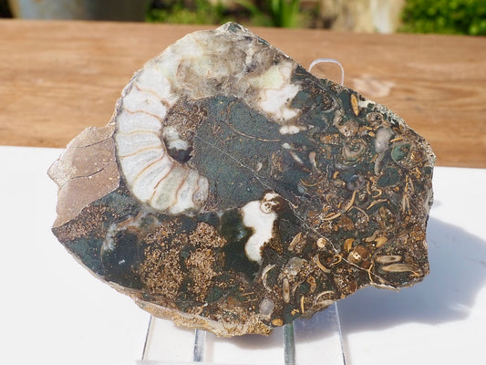 Cut & Polished Ammonite Scunthorpe