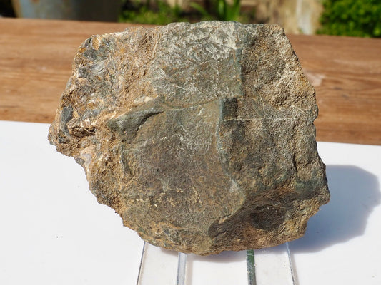 Cut & Polished Ammonite Scunthorpe