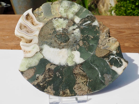 Cut & Polished Ammonite Scunthorpe