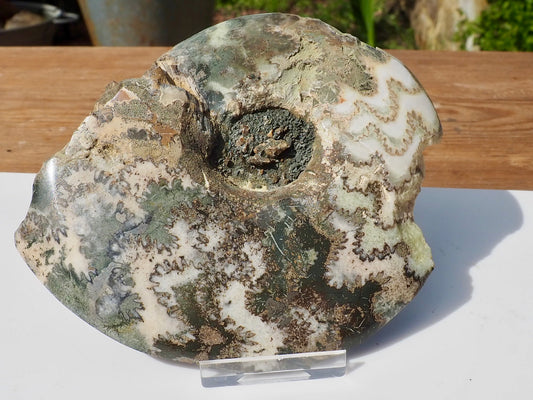 Cut & Polished Ammonite Scunthorpe
