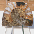 Cut & Polished Ammonite Scunthorpe