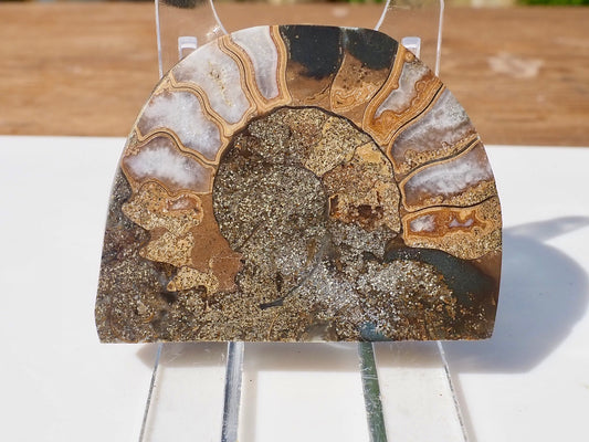 Cut & Polished Ammonite Scunthorpe