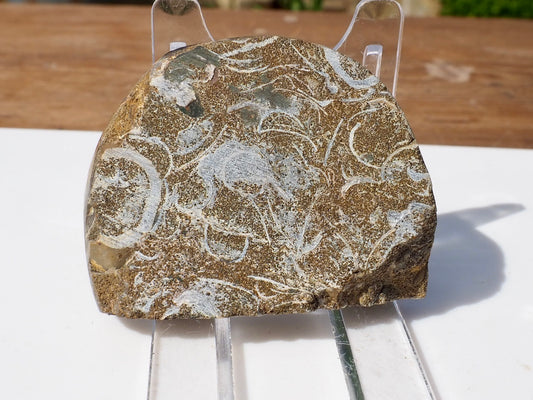 Cut & Polished Ammonite Scunthorpe