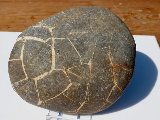 Cut & Polished Septarian Pebble Scunthorpe