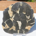Cut & Polished Septarian Pebble Scunthorpe