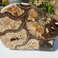 Cut & Polished Ammonite Scunthorpe