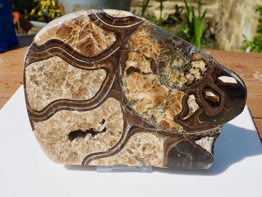 Cut & Polished Ammonite Scunthorpe