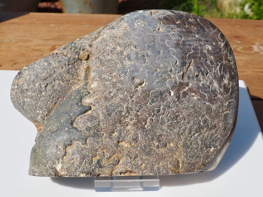 Cut & Polished Ammonite Scunthorpe