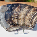 Cut & Polished Ammonite Scunthorpe