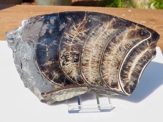 Cut & Polished Ammonite Scunthorpe