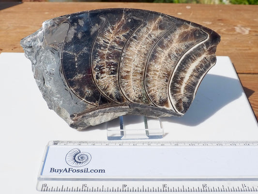 Cut & Polished Ammonite Scunthorpe