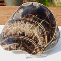 Cut & Polished Ammonite Scunthorpe