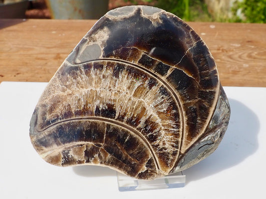 Cut & Polished Ammonite Scunthorpe