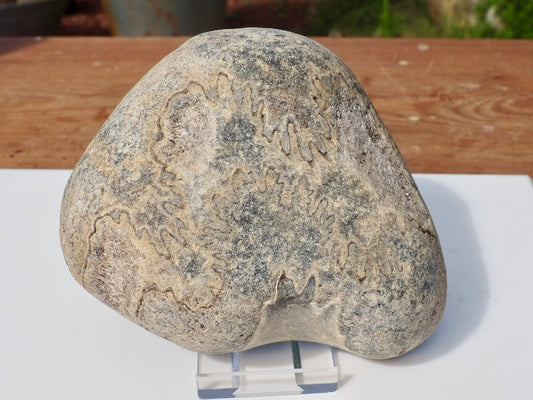Cut & Polished Ammonite Scunthorpe