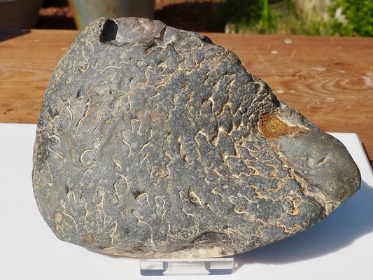 Cut & Polished Ammonite Scunthorpe