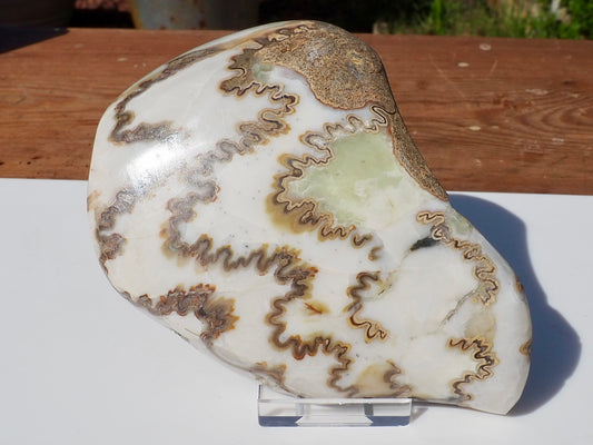 Cut & Polished Ammonite Scunthorpe