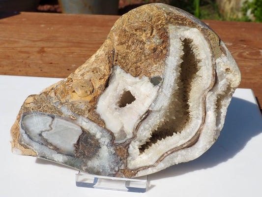 Cut & Polished Ammonite Scunthorpe