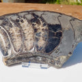 Cut & Polished Ammonite Scunthorpe