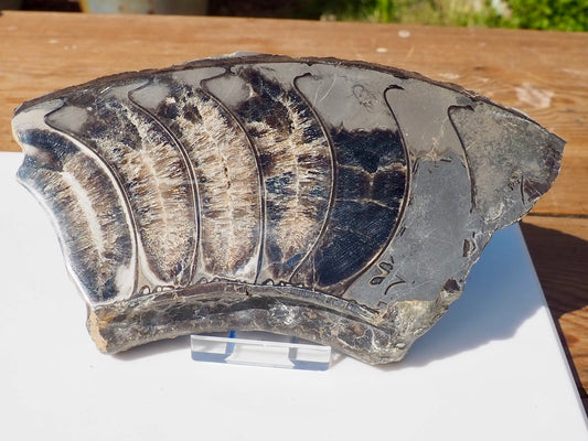 Cut & Polished Ammonite Scunthorpe