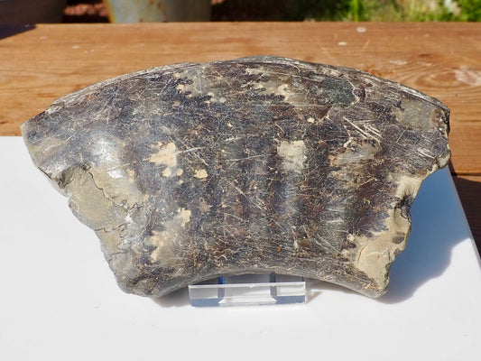 Cut & Polished Ammonite Scunthorpe