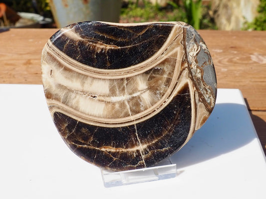 Cut & Polished Ammonite Scunthorpe