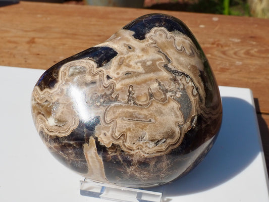 Cut & Polished Ammonite Scunthorpe