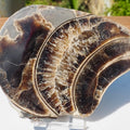 Cut & Polished Ammonite Scunthorpe