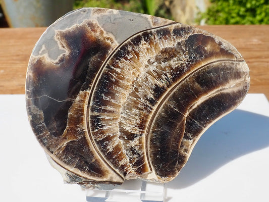 Cut & Polished Ammonite Scunthorpe