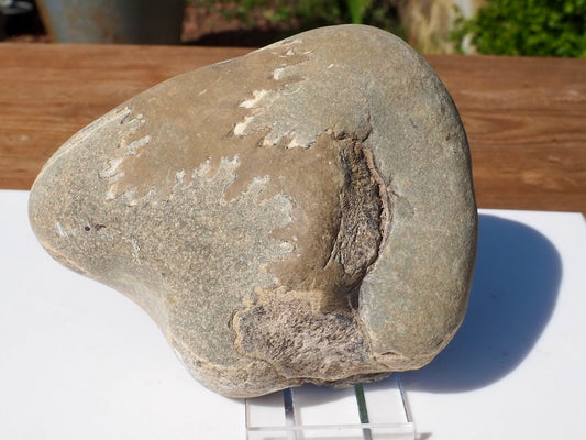 Cut & Polished Ammonite Scunthorpe