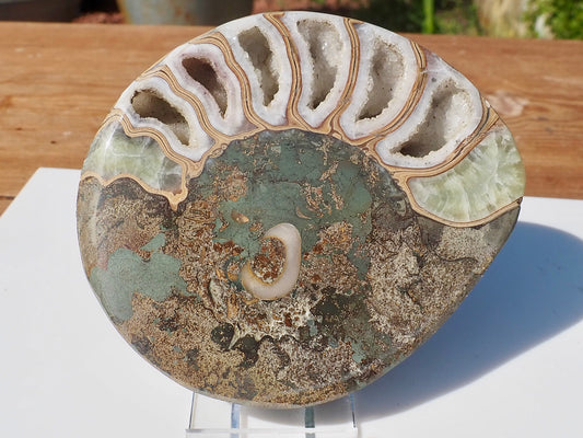Cut & Polished Ammonite Scunthorpe
