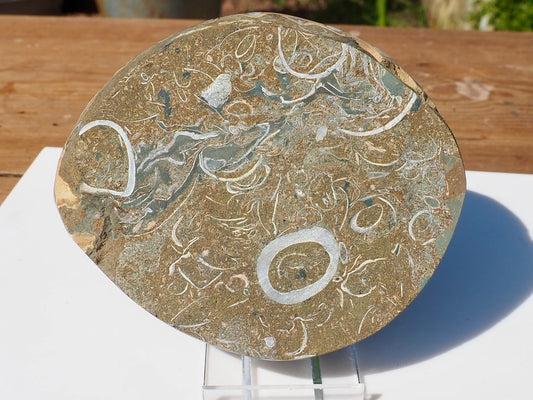 Cut & Polished Ammonite Scunthorpe