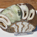 Cut & Polished Ammonite Scunthorpe