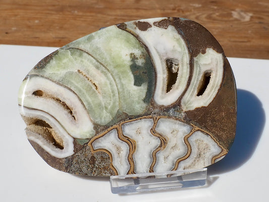Cut & Polished Ammonite Scunthorpe