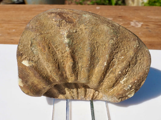 Cut & Polished Ammonite Scunthorpe