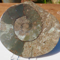 Cut & Polished Ammonite Scunthorpe