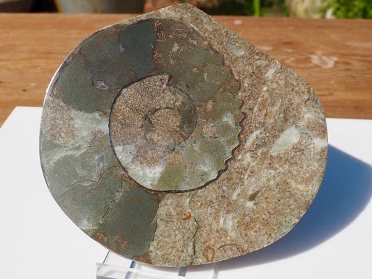 Cut & Polished Ammonite Scunthorpe