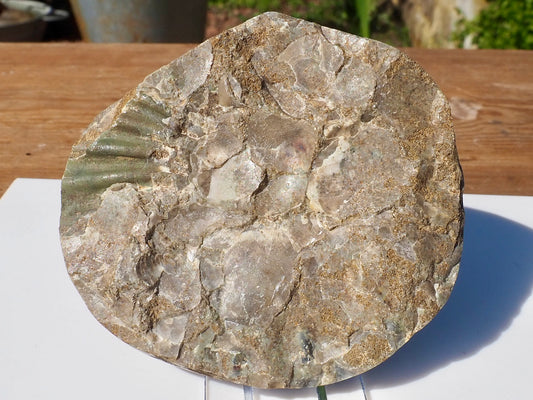 Cut & Polished Ammonite Scunthorpe