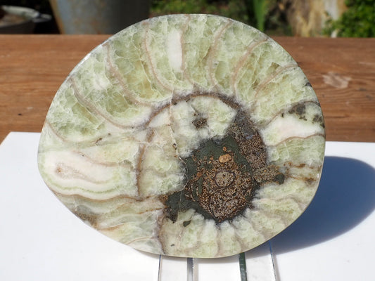 Cut & Polished Ammonite Scunthorpe