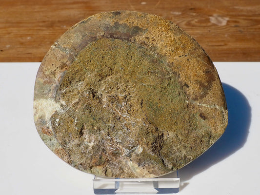 Cut & Polished Ammonite Scunthorpe