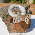 Cut & Polished Ammonite Scunthorpe