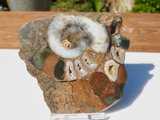 Cut & Polished Ammonite Scunthorpe