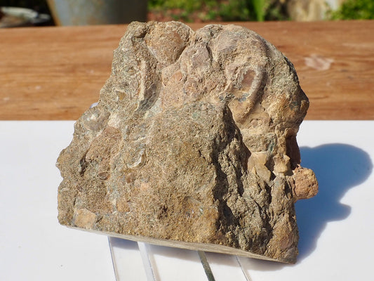 Cut & Polished Ammonite Scunthorpe