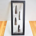 Multi Belemnite Display Piece