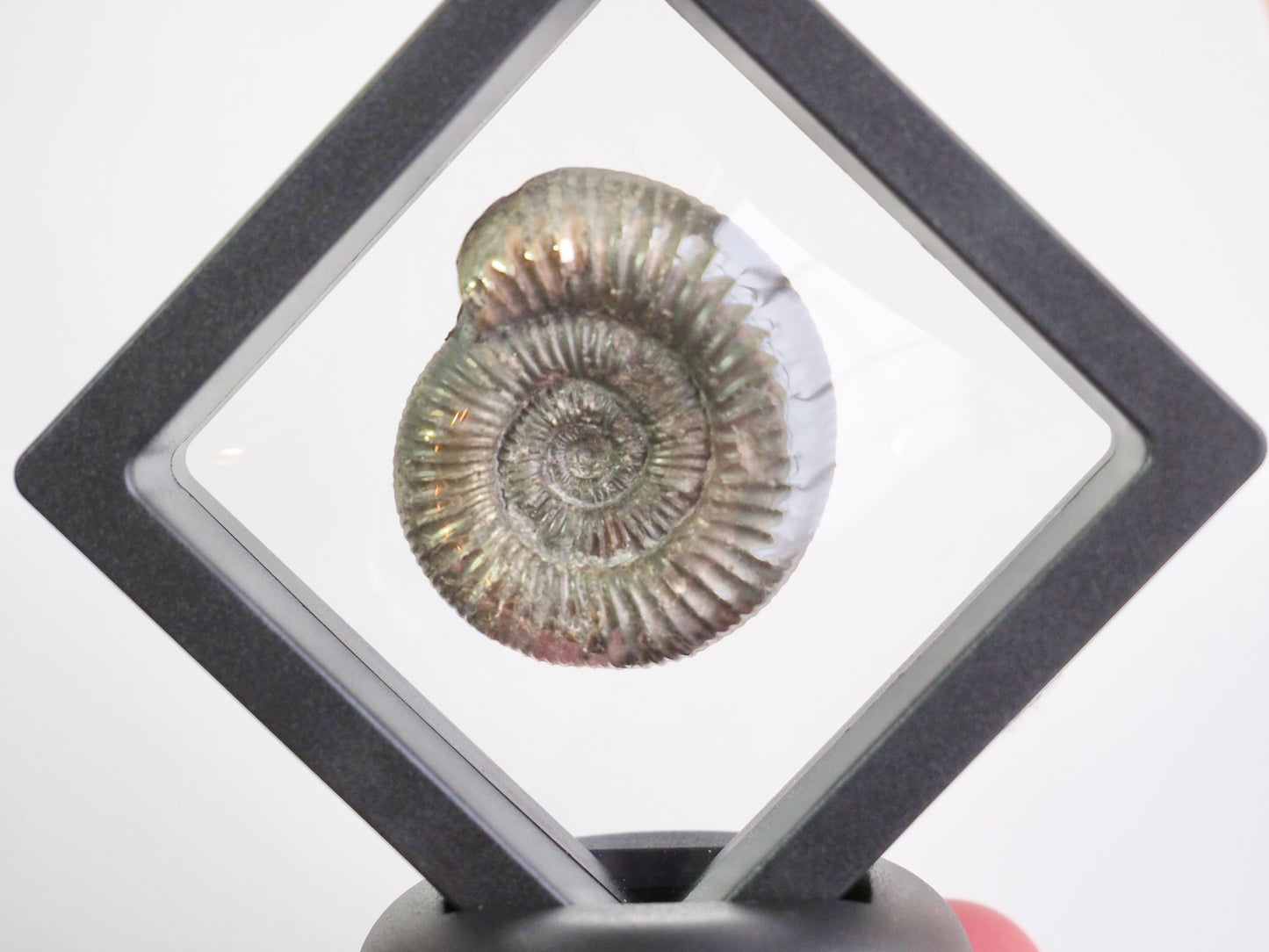 Dactylioceras Ammonite Display Piece