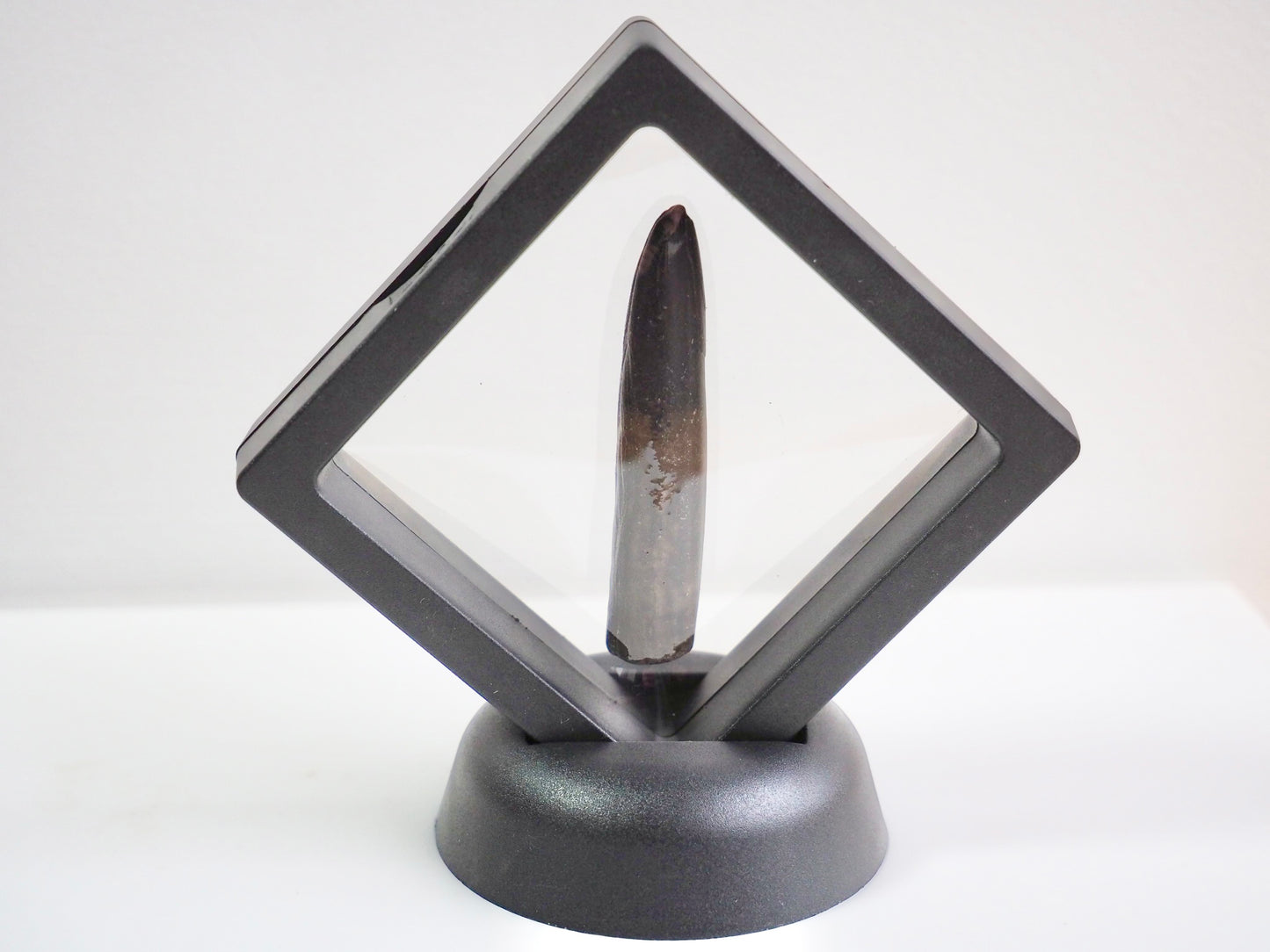 Belemnite Display Piece