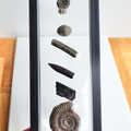 Multi Fossil Display Piece